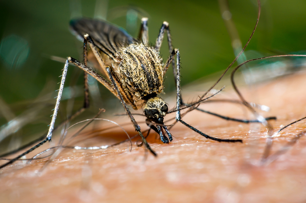 A close-up photograph of a mosquito on human skin.