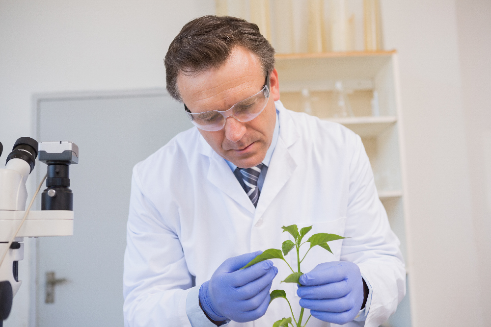 Chercheur dans un laboratoire en train de manipuler une plante