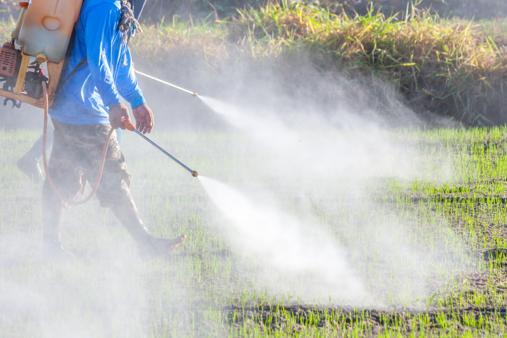 Agriculteur pulvérisant des pesticides dans une rizière