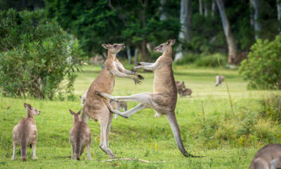 Two male kangaroos fight for dominance