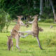 Two male kangaroos fight for dominance