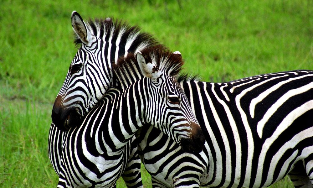 Two zebras cuddling each other