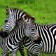 Two zebras cuddling each other