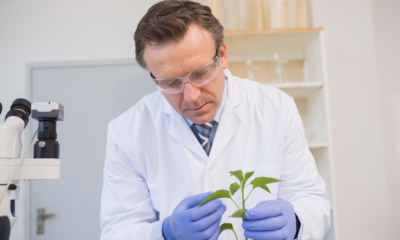 Researcher in a laboratory manipulating a plant