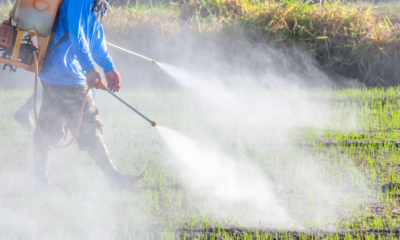 Agriculteur pulvérisant des pesticides dans une rizière
